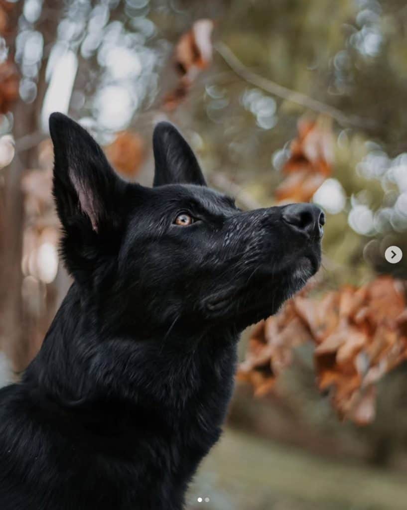 black dog looking up